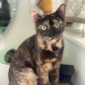 Photo of Willow