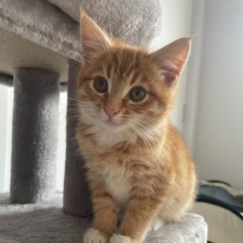 Finnegan