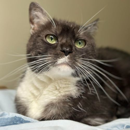 Oreo - Located in Malvern East