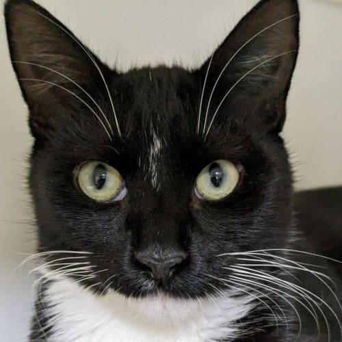 🍃 Pesto 5046 🍃