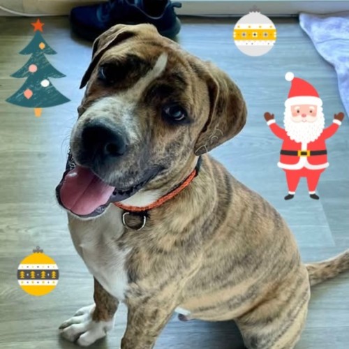 No photo for Dim Sim