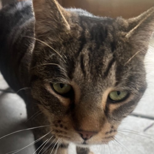 Archie - Domestic Short Hair Cat