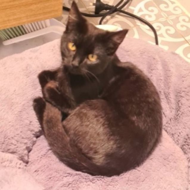 Photo of Jett