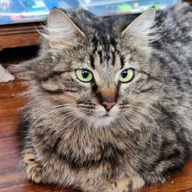 Photo of Olive ^^Dandy Cat Rescue^^