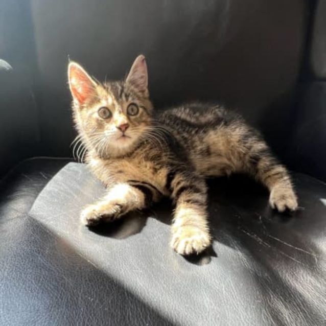 Photo of Remarkable Rooney