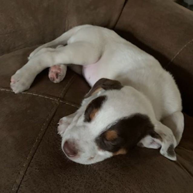 Photo of Poppy