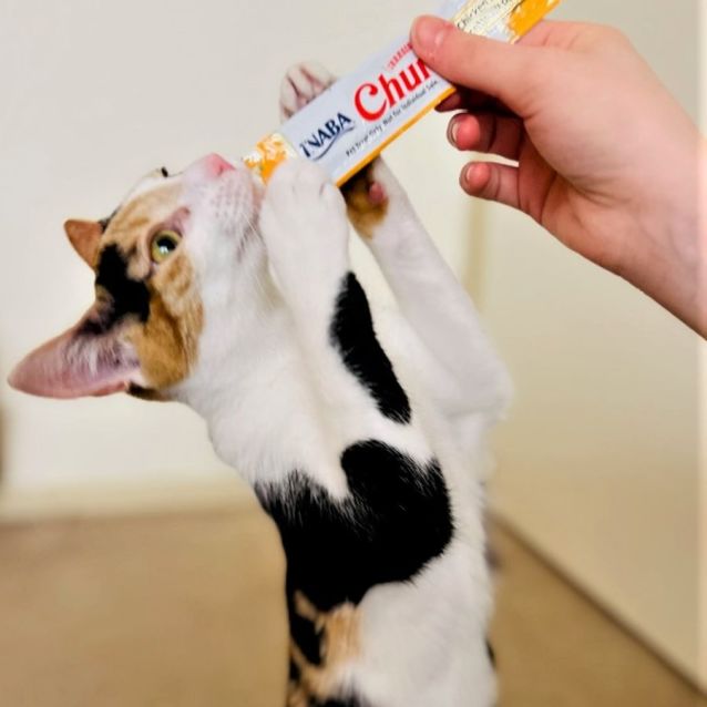 Photo of Bella ^^Dandy Cat Rescue^^