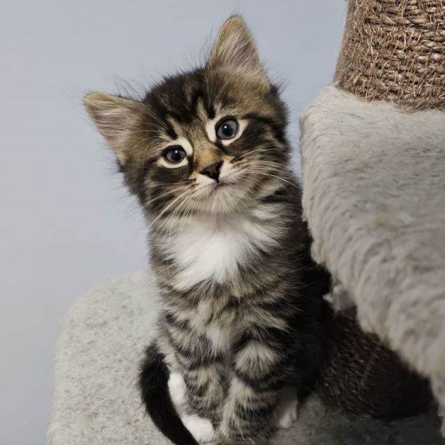 Photo of Eeyore ^^Dandy Cat Rescue^^