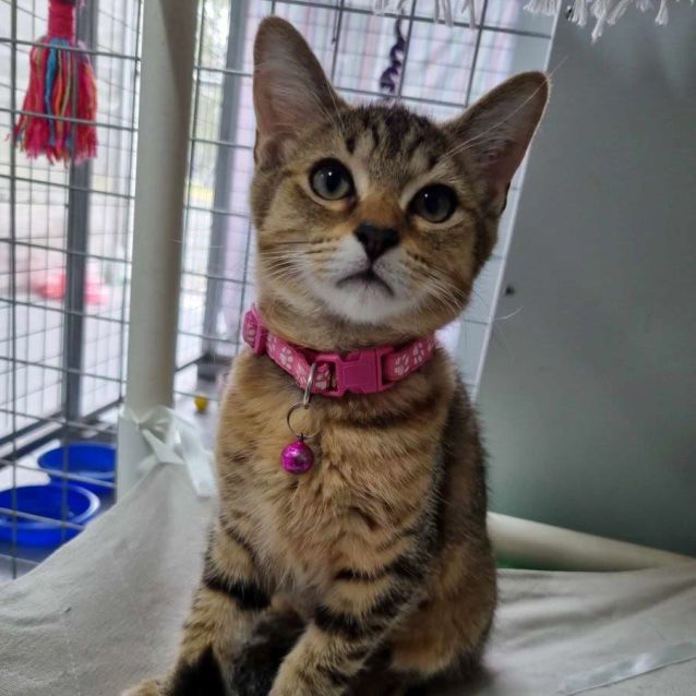 Photo of Buttercup