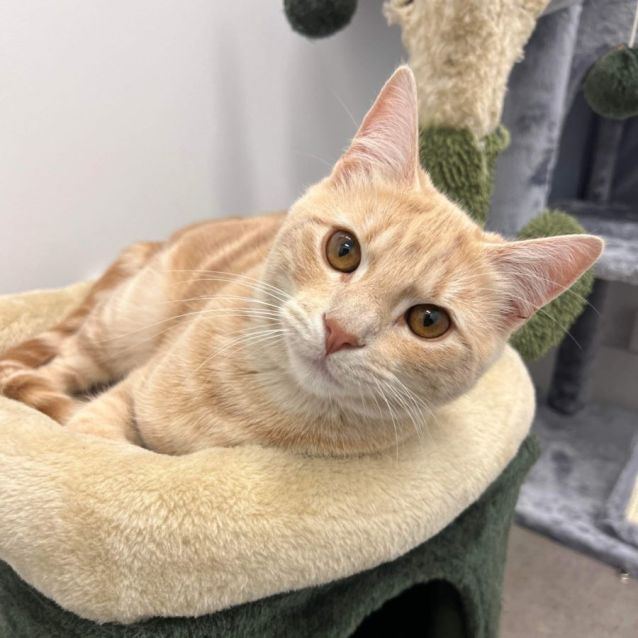 Photo of Custard & Marmalade