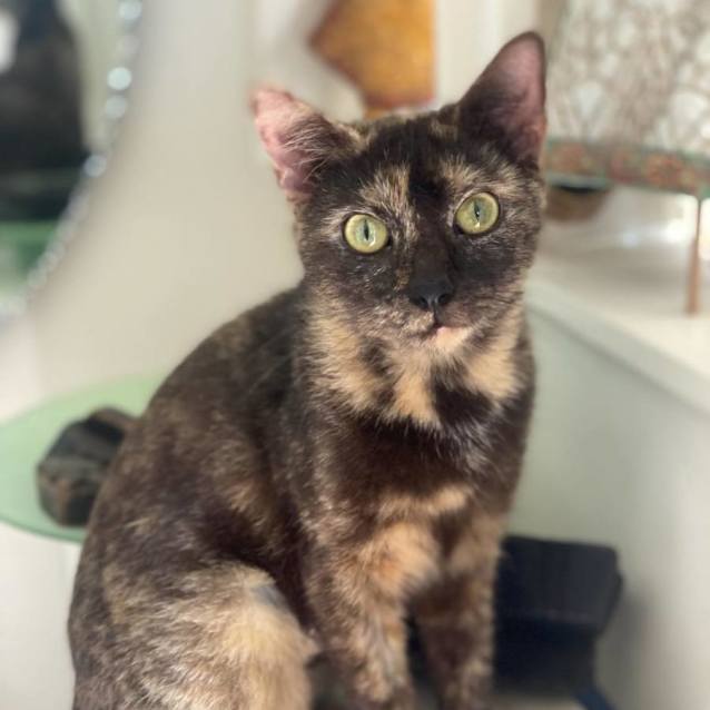 Photo of Willow