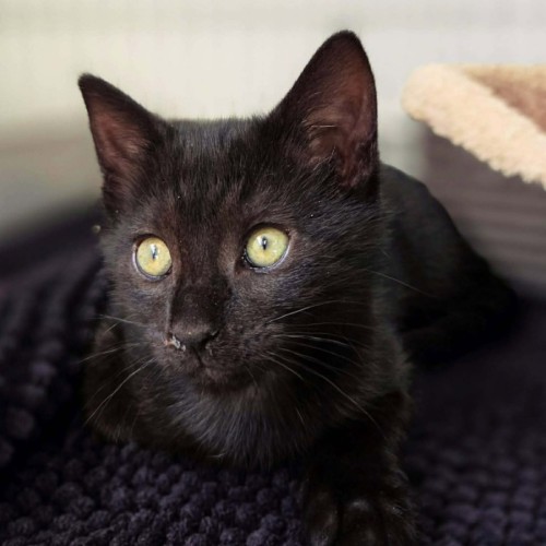 Decker - In foster care in Northcote