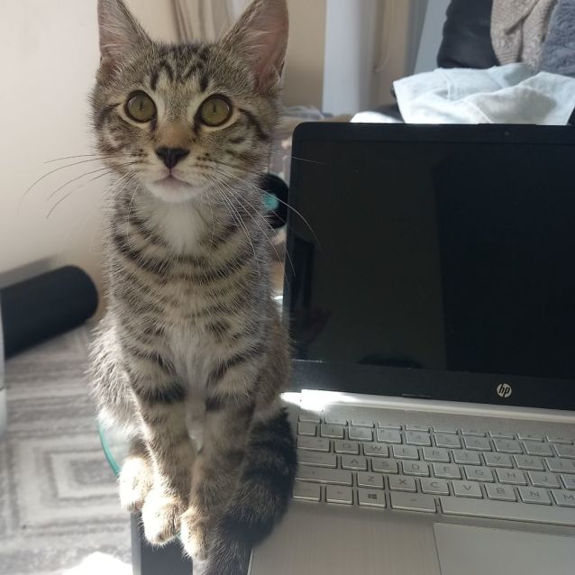 Photo of Miles