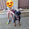 Photo of Stella ** Pure Breed Rottweiler **