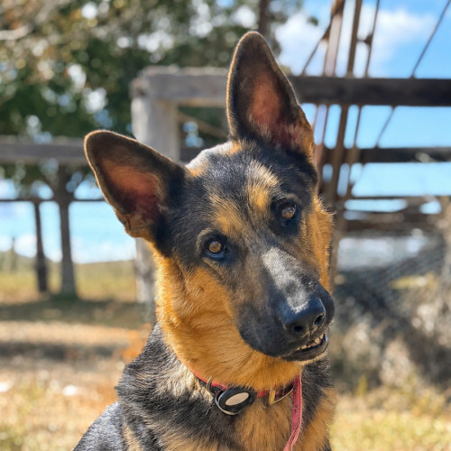 Trixie