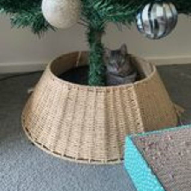 Photo of Keanu   Located In Armadale