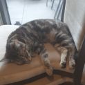 Photo of Tinsel