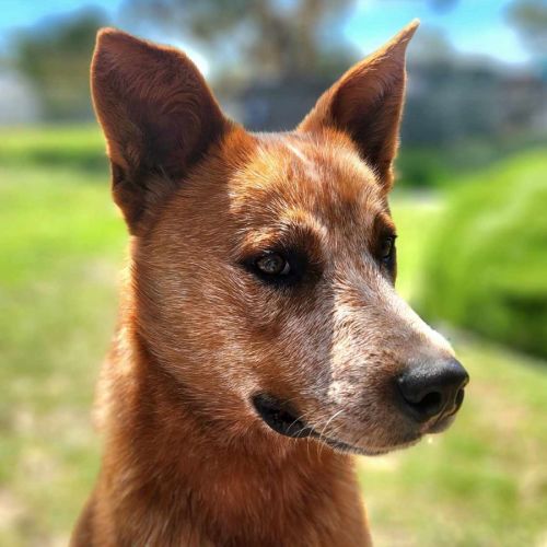 🧩 Morgan C04725 🧩