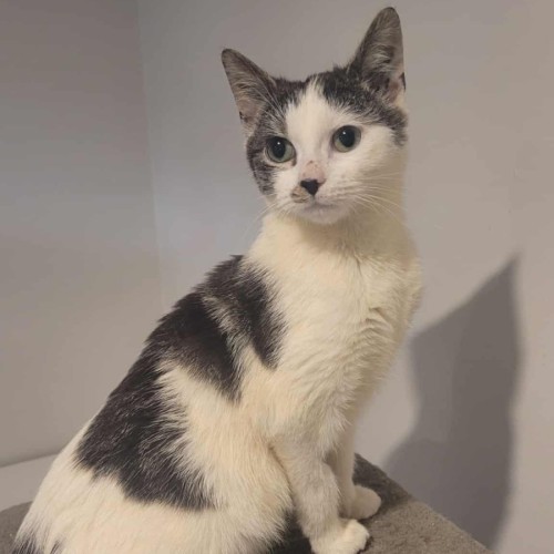 Rodger Federer ** 2nd Chance Cat Rescue **