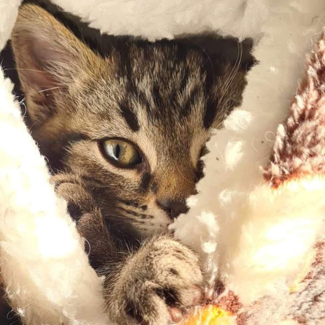 Photo of Obi