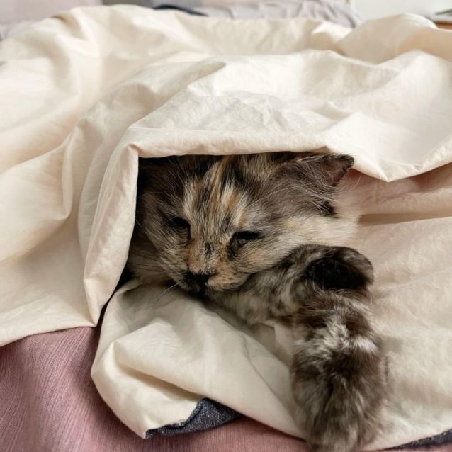 Photo of Tilly **2nd Chance Cat Rescue**