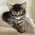 Photo of Charm