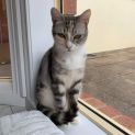Photo of Vixen π