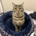 Photo of Charlie & Peach   Bonded Pair