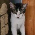 Photo of Jax