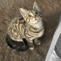 Photo of Clara **2nd Chance Cat Rescue**