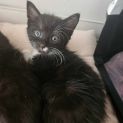 Photo of Pearl