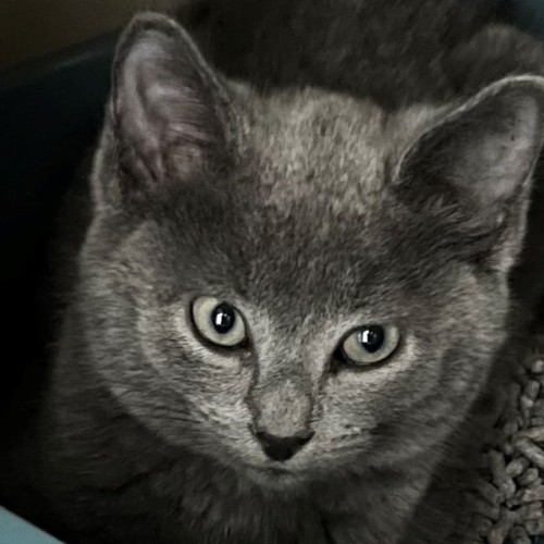 Partridge *Meet me at Petstock Birkenhead Point*