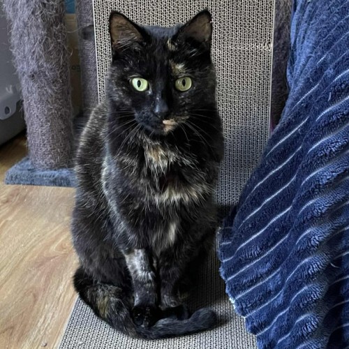 Ruby - In foster care in Bentleigh East