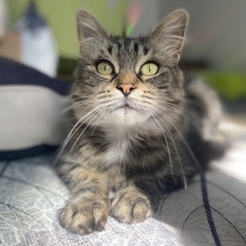 Pumpkin ** 2nd Chance Cat Rescue**