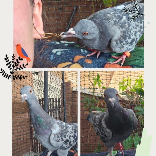 No photo for Goose