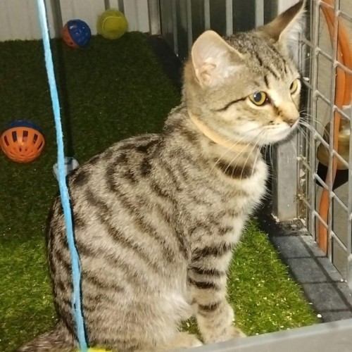 Ares