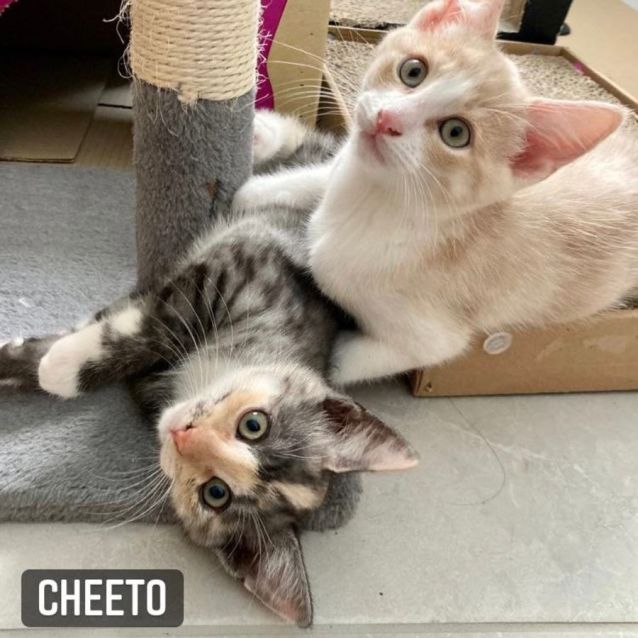 Photo of Cheeto