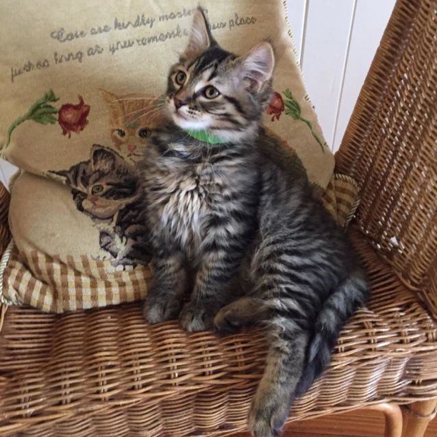 Photo of Horace ^^Dandy Cat Rescue^^