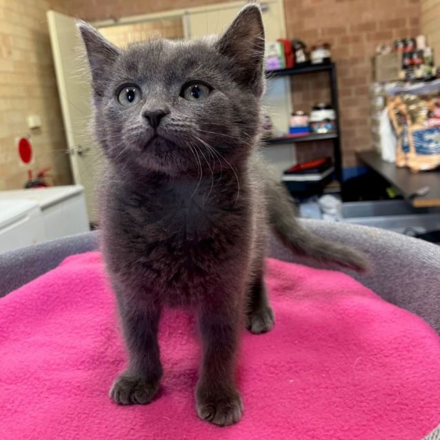 Photo of Wren