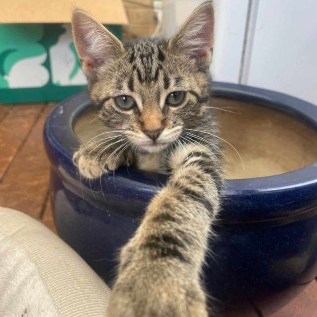 Photo of Remy *9 Lives Project Rescue*