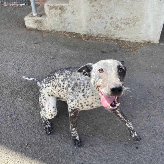 Photo of Pipper