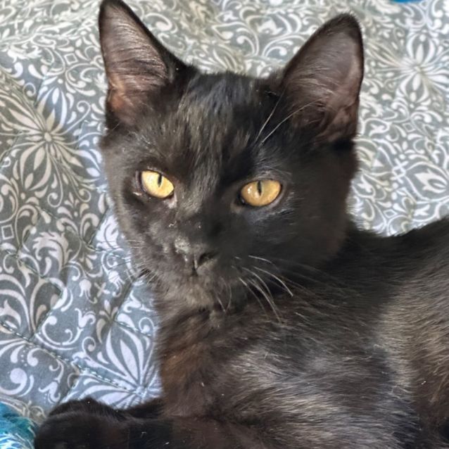 Photo of Kahn 🐈‍⬛🐾