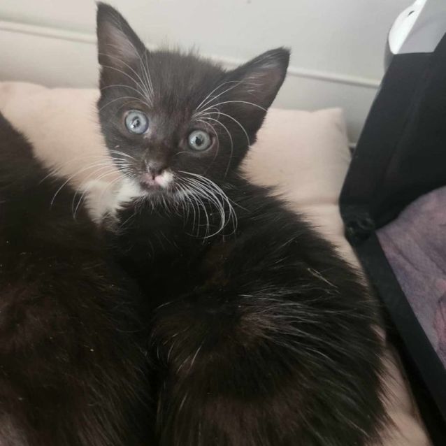 Photo of Pearl