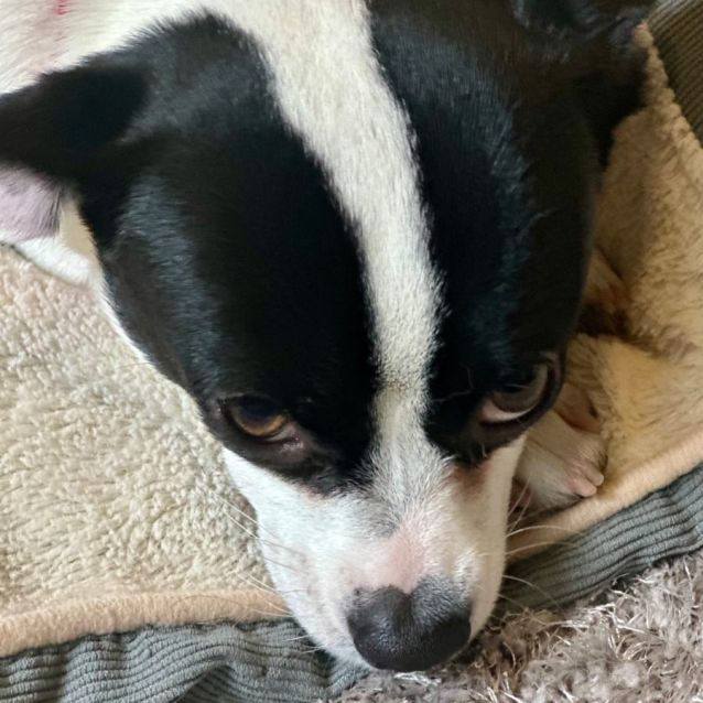 Photo of Bo (Aka Rex)