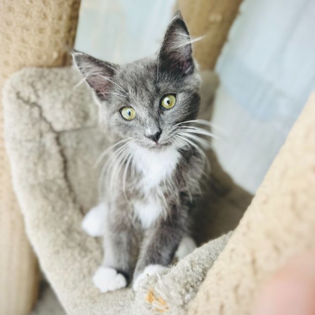 Photo of Colin Bridgerton