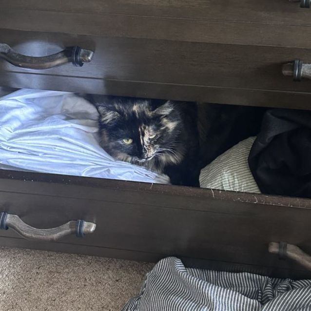 Photo of Lily *9 Lives Project Rescue*