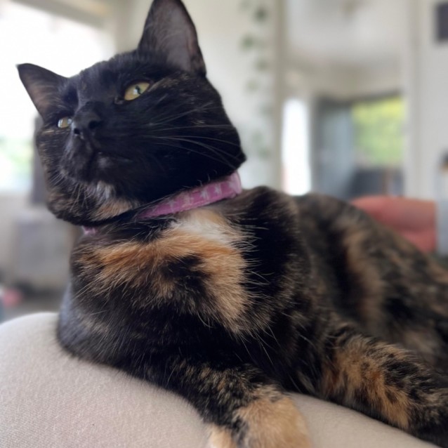 Photo of Siren Agatha