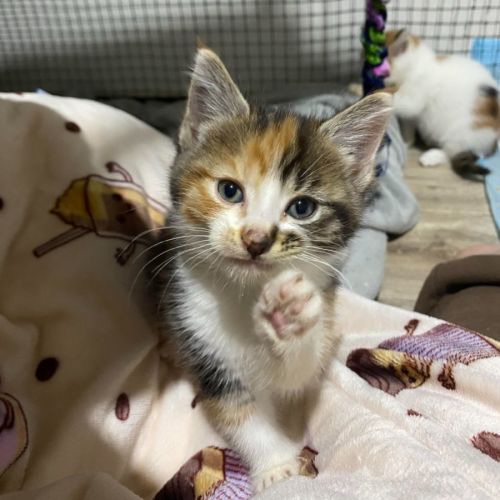 Orion **2nd Chance Cat Rescue**