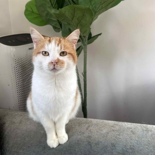 Pumpkin * 9 Lives Project Rescue*