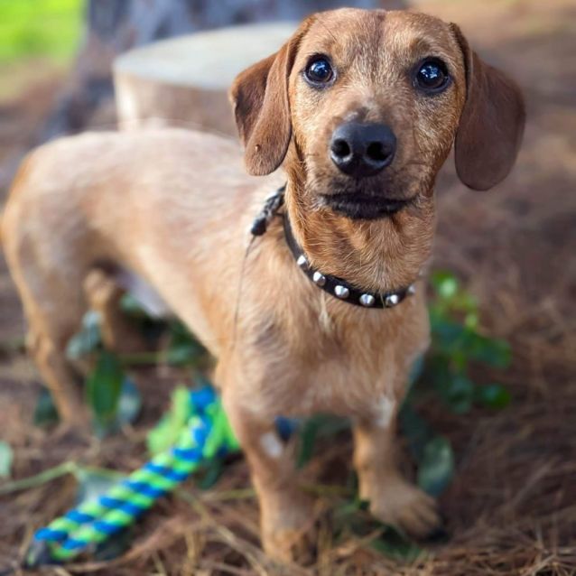 Miniature dachshund x jack russell sale